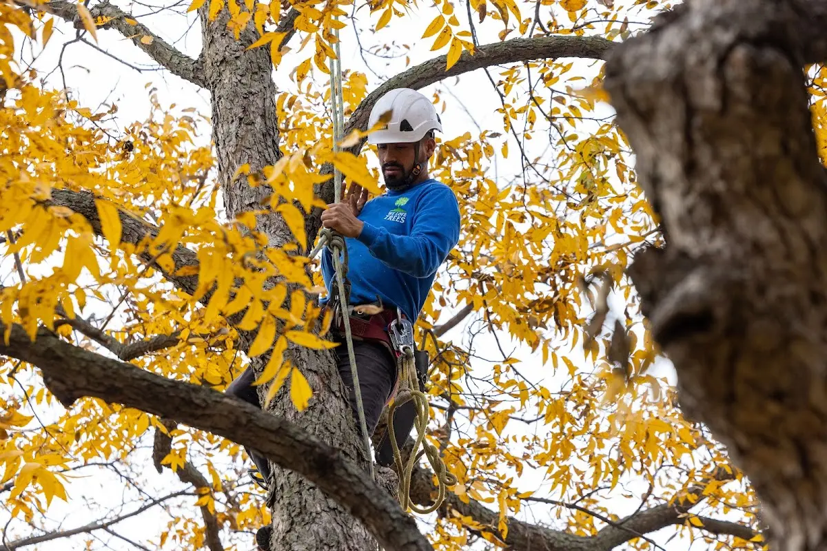 Skilled Tree Planing crew working in Saint Bernice